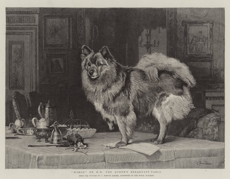 Marco a királynő reggelizőasztalán alkotó: Charles Burton