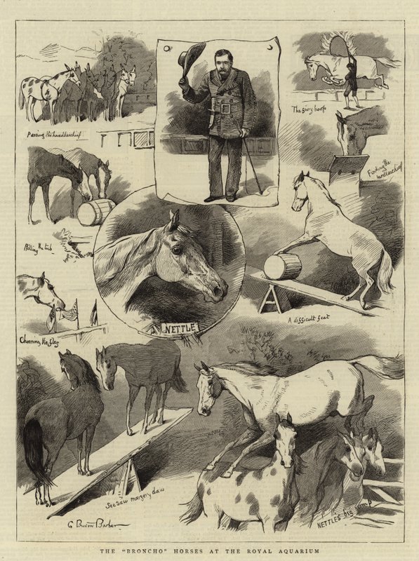 A Broncho Horses a Királyi Akváriumban alkotó: Charles Burton