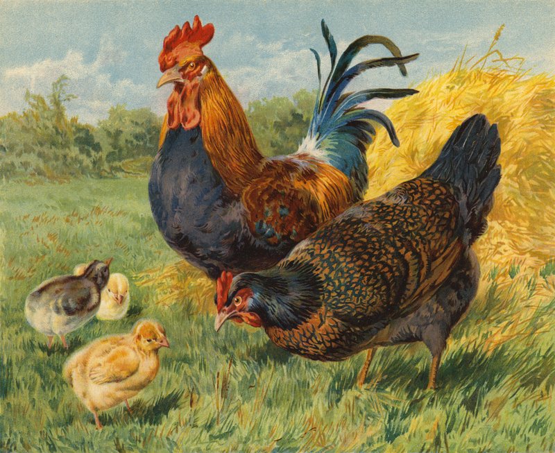Csirke (chromolitho) alkotó: Charles Collins