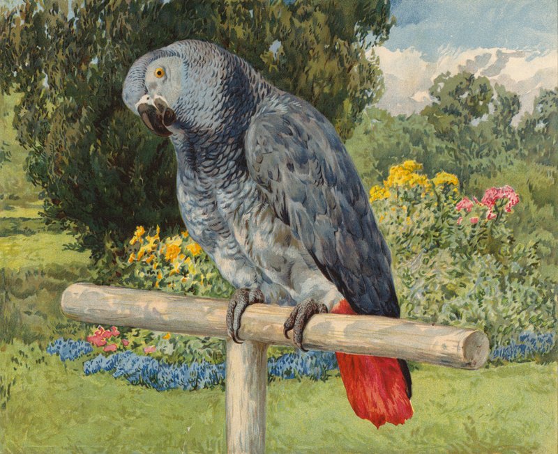 Szürke papagáj (chromolitho) alkotó: Charles Collins