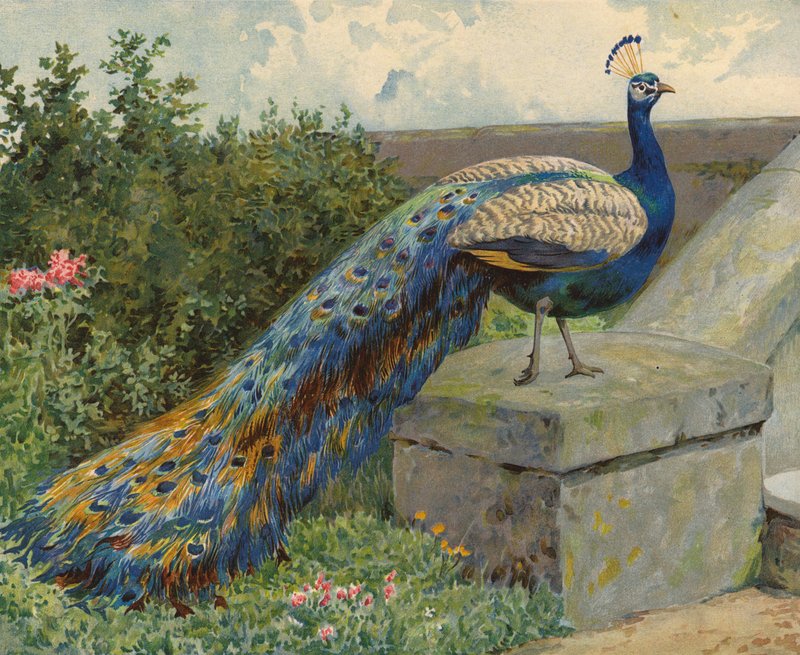 Páva (chromolitho) alkotó: Charles Collins