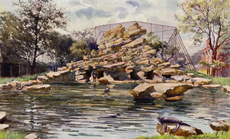Londoni Állatkert: Oroszlánfókák tava (színes litho) alkotó: Charles Edwin Flower