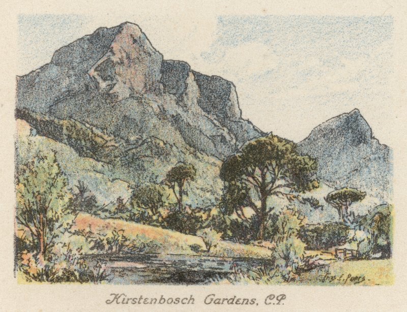 Dél-Afrika: Kirstenbosch Gardens, CP (színes litográfia) alkotó: Charles Ernest Peers