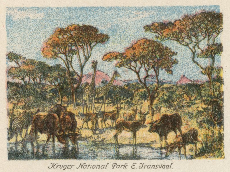 Dél-Afrika: Kruger Nemzeti Park, E Transvaal (színes litho) alkotó: Charles Ernest Peers