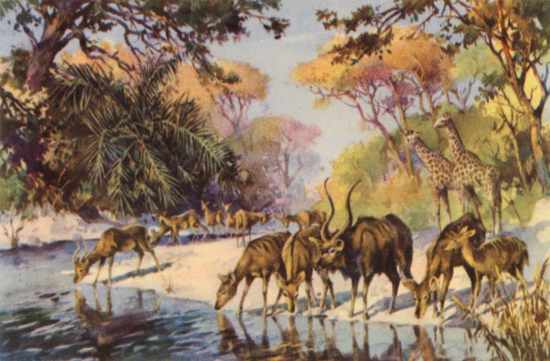 Dél-Afrika: Kruger Nemzeti Park, Transvaal (színes lithó) alkotó: Charles Ernest Peers