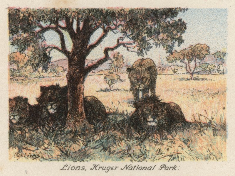 Dél-Afrika: Kruger Nemzeti Park (színes lithó) alkotó: Charles Ernest Peers
