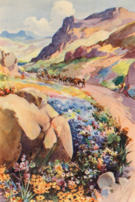 Dél-Afrika: Namaqualand Flowers (színes litográfia) alkotó: Charles Ernest Peers