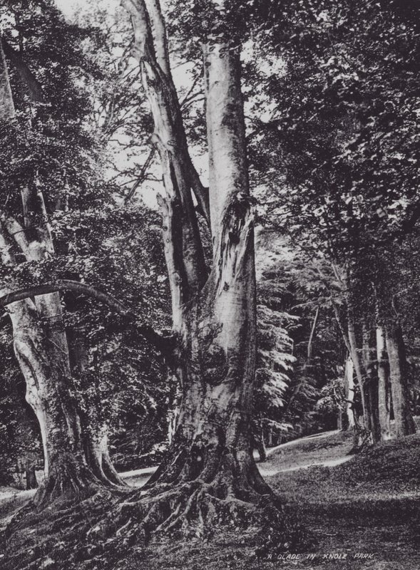 Egy Glade a Knole Parkban (f/w fotó) alkotó: Charles Essenhigh Corke
