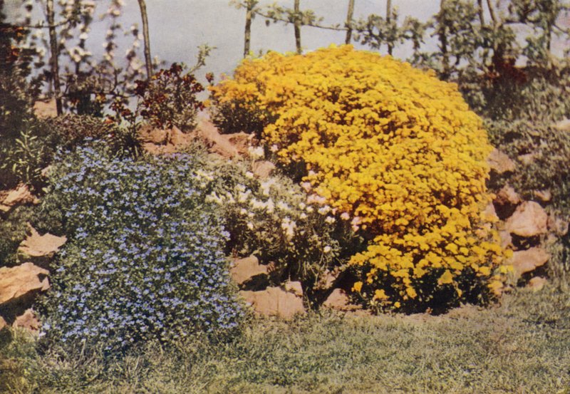 Sziklafal, Aubrietia, Sun Rose, Yellow Alyssum (színes fotó) alkotó: Charles Essenhigh Corke