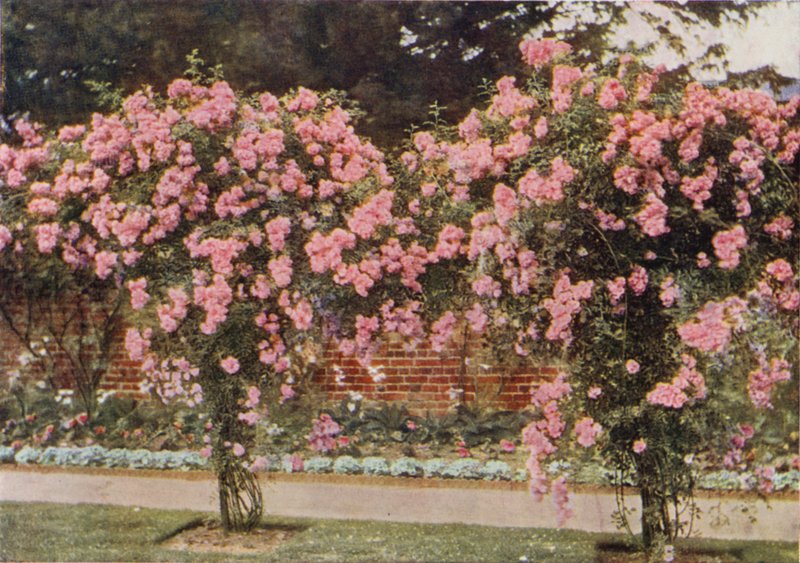 Hegymászó Rose Lady Godiva (színes fotó) alkotó: Charles Essenhigh Corke