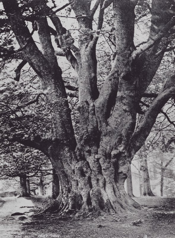 King Beech, Knole Park (f/w fotó) alkotó: Charles Essenhigh Corke