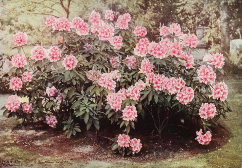 Rhododendron Pink Pearl, a "The Heights"-ban, Witley-ben, Mrs Farnham rezidenciájában (színes fotó) alkotó: Charles Essenhigh Corke