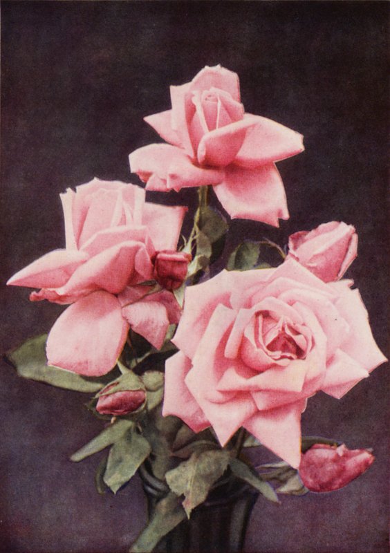 Rose Lady Ashtown (színes fotó) alkotó: Charles Essenhigh Corke