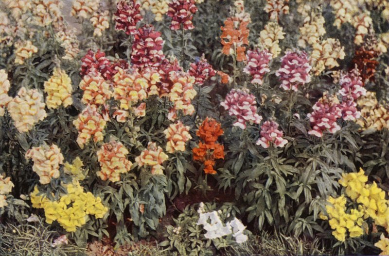 Snapdragons (színes fotó) alkotó: Charles Essenhigh Corke