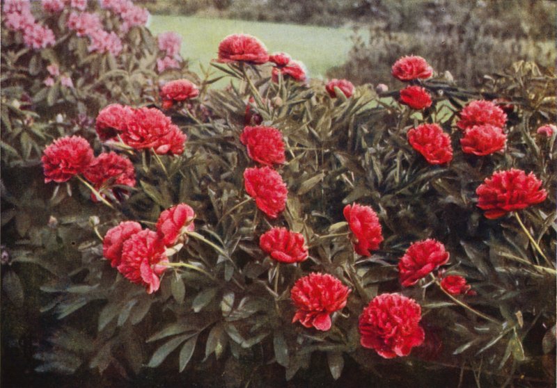 The Old Double Crimson Paeony (színes fotó) alkotó: Charles Essenhigh Corke