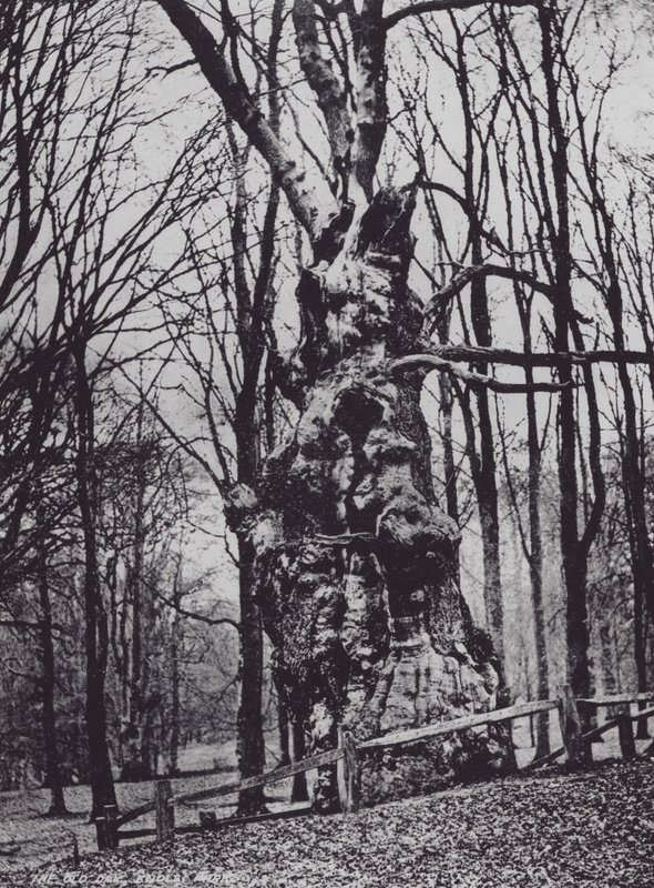 The Old Oak, Knole Park (f/w fotó) alkotó: Charles Essenhigh Corke