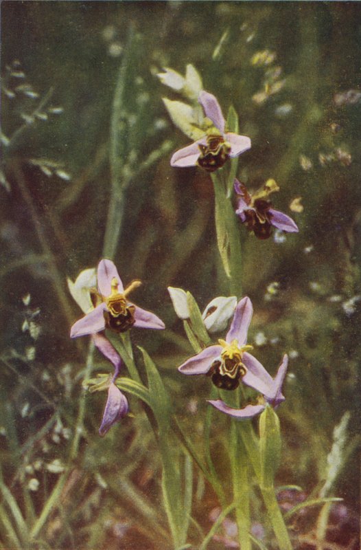 Vadvirágok: Bee Orchis (színes fotó) alkotó: Charles Essenhigh Corke