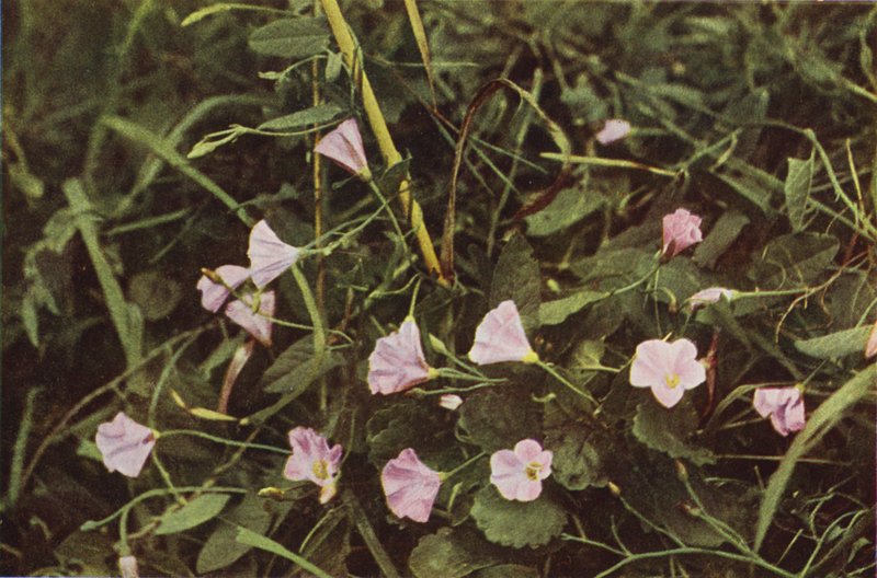 Vadvirágok: Bindweed (színes fotó) alkotó: Charles Essenhigh Corke