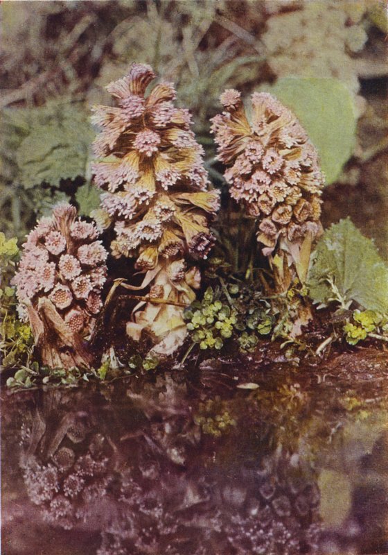 Vadvirágok: Bitterbur (színes fotó) alkotó: Charles Essenhigh Corke
