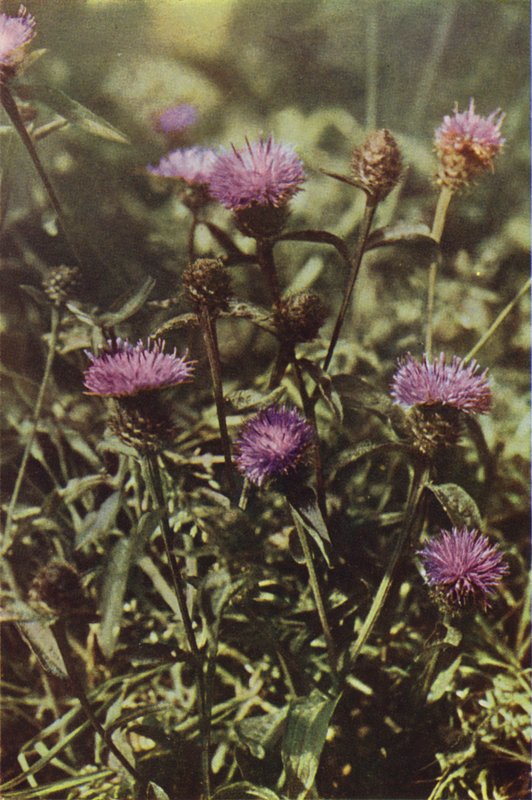 Vadvirágok: Black Knapweed (színes fotó) alkotó: Charles Essenhigh Corke