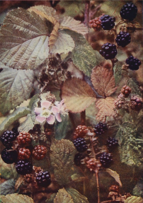 Vadvirágok: Bramble (színes fotó) alkotó: Charles Essenhigh Corke