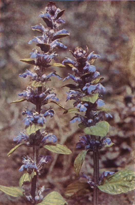 Vadvirágok: Bugle (színes fotó) alkotó: Charles Essenhigh Corke
