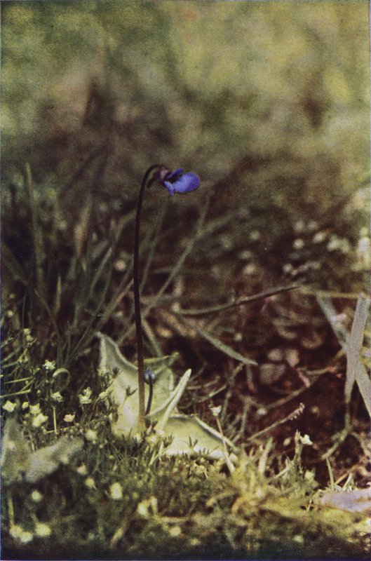 Vadvirágok: Butterwort (színes fotó) alkotó: Charles Essenhigh Corke