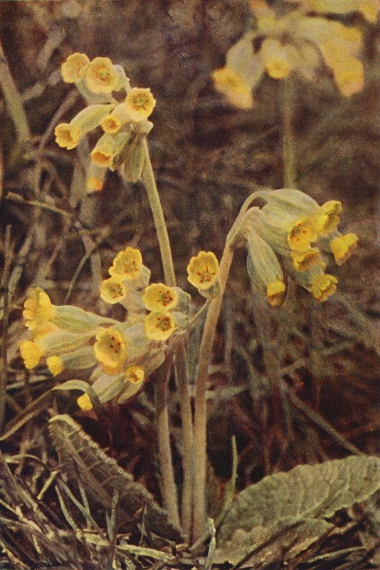 Vadvirágok: Cowslip (színes fotó) alkotó: Charles Essenhigh Corke