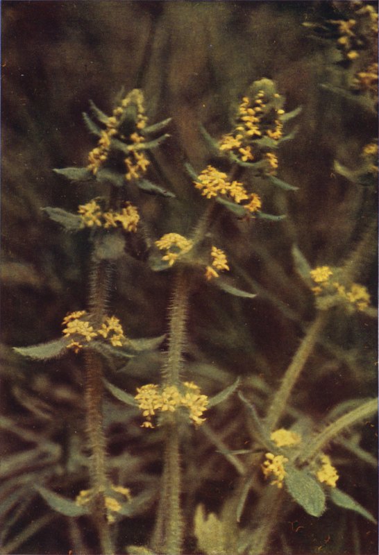 Vadvirágok: Cross-wort (színes fotó) alkotó: Charles Essenhigh Corke