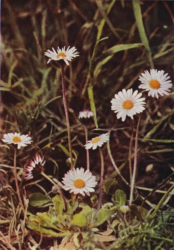 Vadvirágok: Százszorszép (színes fotó) alkotó: Charles Essenhigh Corke