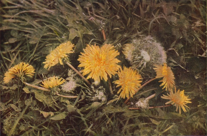 Vadvirágok: gyermekláncfű (színes fotó) alkotó: Charles Essenhigh Corke