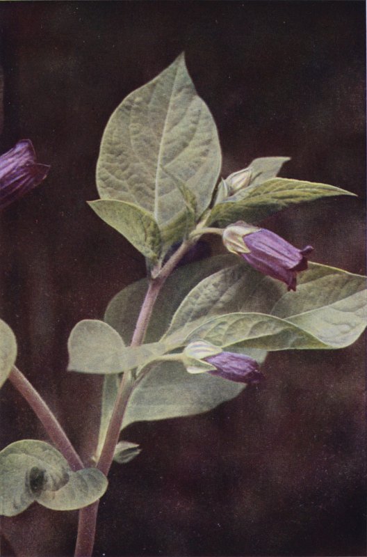 Vadvirágok: Deadly Nightshade (színes fotó) alkotó: Charles Essenhigh Corke