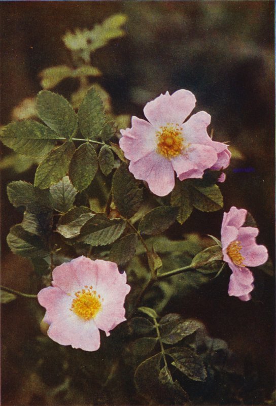 Vadvirágok: Dog Rose (színes fotó) alkotó: Charles Essenhigh Corke