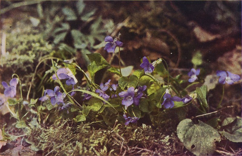 Vadvirágok: Dog Violet (színes fotó) alkotó: Charles Essenhigh Corke