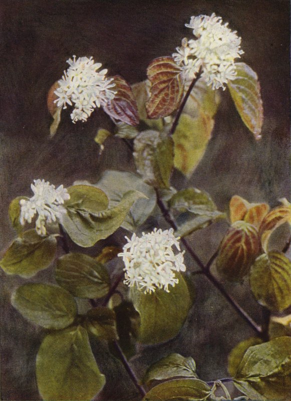 Vadvirágok: Dogwood (színes fotó) alkotó: Charles Essenhigh Corke