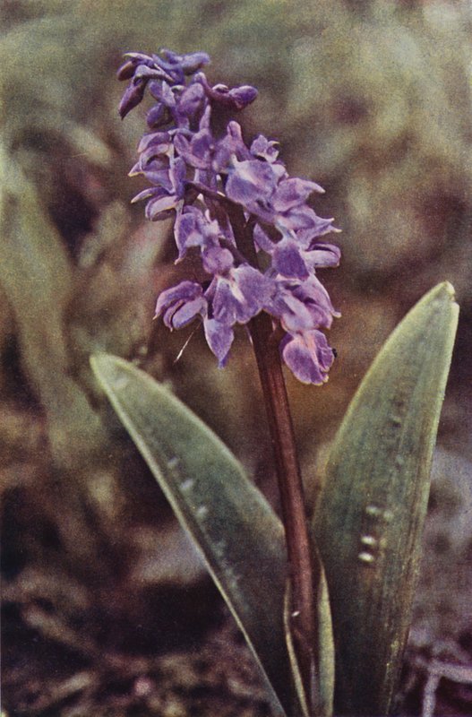 Vadvirágok: korai lila orchidea (színes fotó) alkotó: Charles Essenhigh Corke