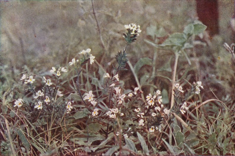 Vadvirágok: Eyebright (színes fotó) alkotó: Charles Essenhigh Corke