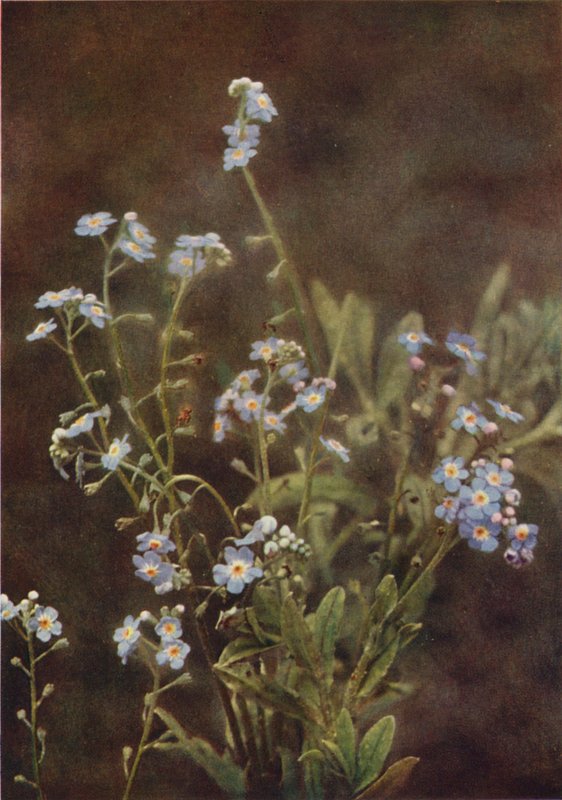 Vadvirágok: Forget-Me-Not (színes fotó) alkotó: Charles Essenhigh Corke