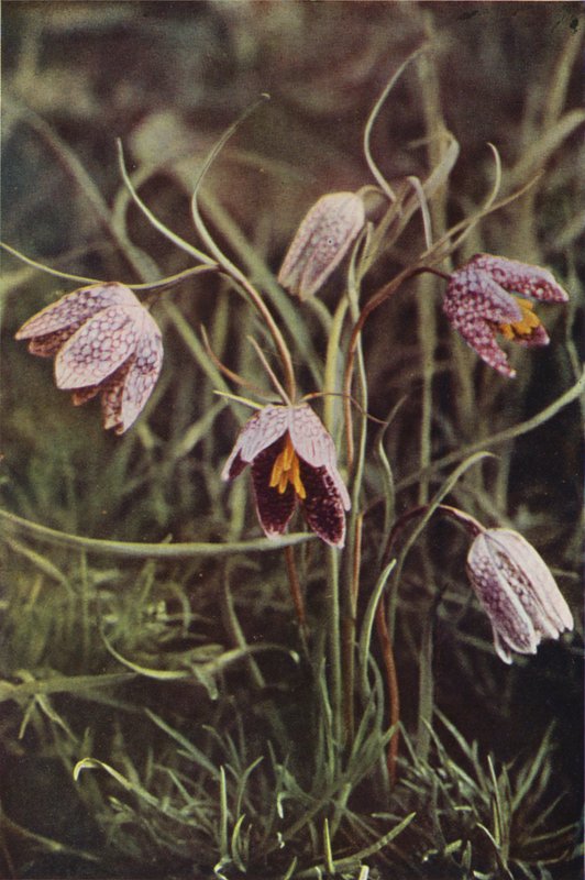 Vadvirágok: Fritillary (színes fotó) alkotó: Charles Essenhigh Corke
