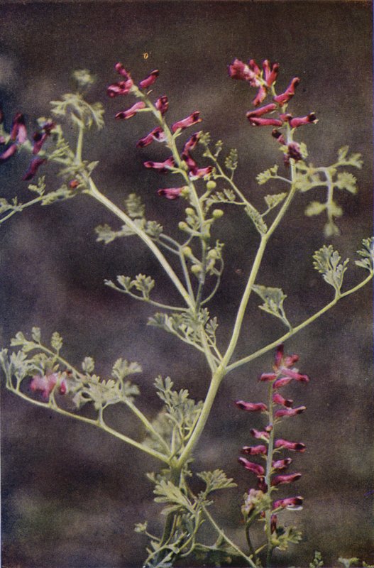 Vadvirágok: Fumitory (színes fotó) alkotó: Charles Essenhigh Corke