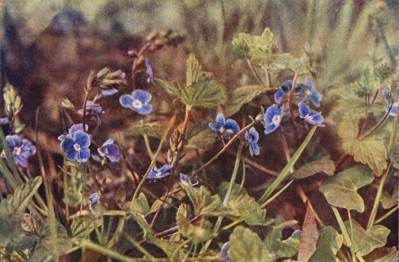 Vadvirágok: Germander Speedwell (színes fotó) alkotó: Charles Essenhigh Corke