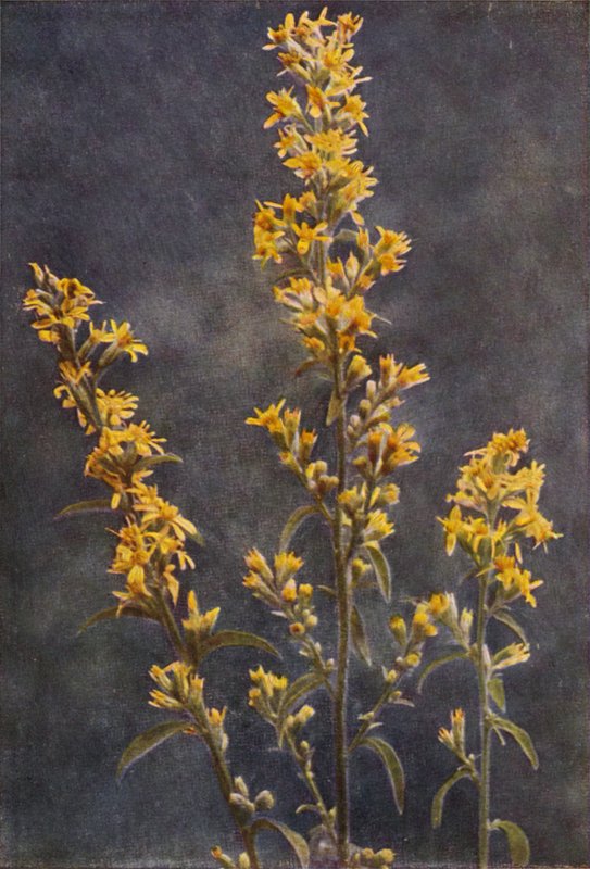 Vadvirágok: Golden Rod (színes fotó) alkotó: Charles Essenhigh Corke