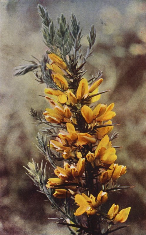 Vadvirágok: Gorse (színes fotó) alkotó: Charles Essenhigh Corke