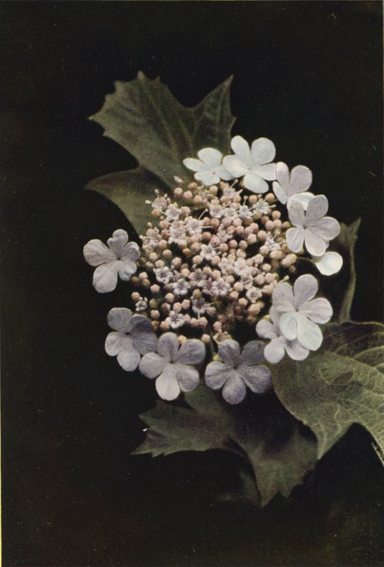 Vadvirágok: Guelder Rose (színes fotó) alkotó: Charles Essenhigh Corke