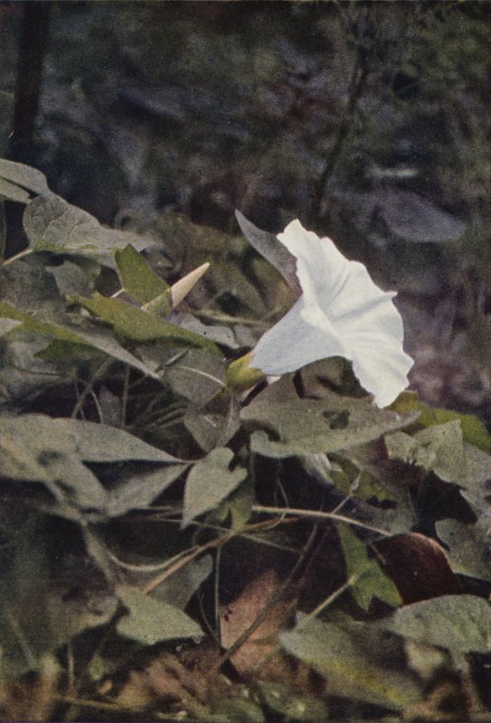 Vadvirágok: Hedge Convolvulus (színes fotó) alkotó: Charles Essenhigh Corke