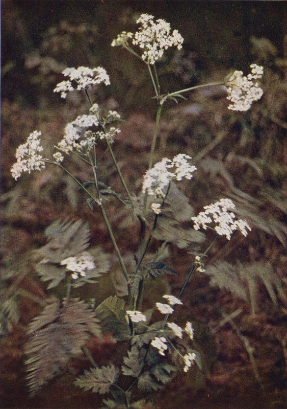 Vadvirágok: Hedge petrezselyem (színes fotó) alkotó: Charles Essenhigh Corke