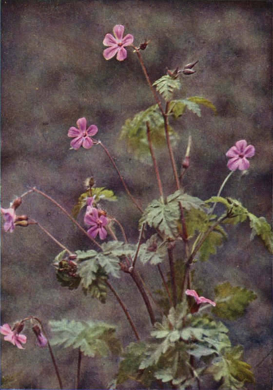 Vadvirágok: Herb Robert (színes fotó) alkotó: Charles Essenhigh Corke