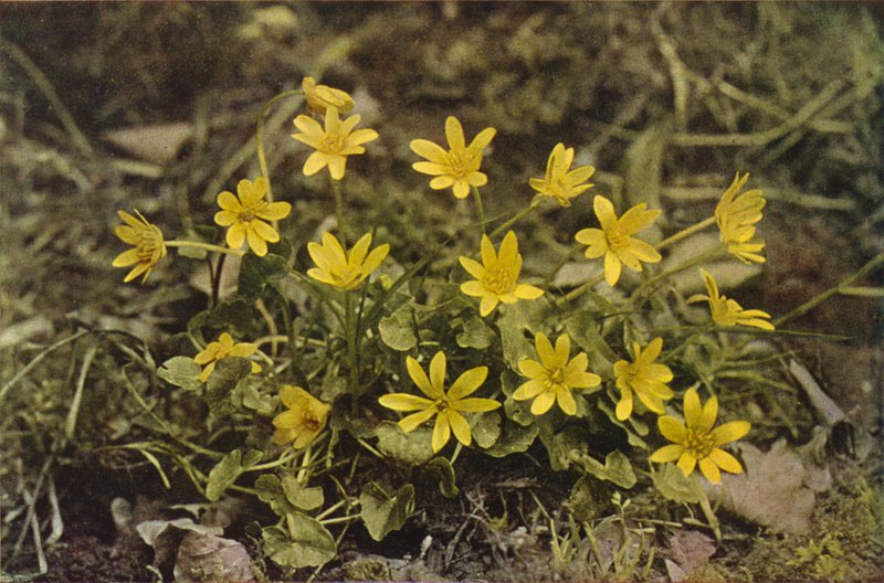 Vadvirágok: Lesser Celandine (színes fotó) alkotó: Charles Essenhigh Corke