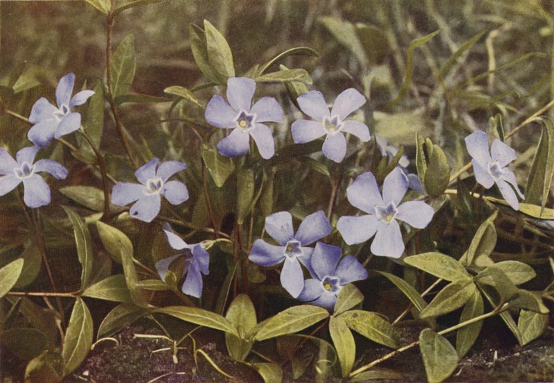 Vadvirágok: Lesser Periwinkle (színes fotó) alkotó: Charles Essenhigh Corke