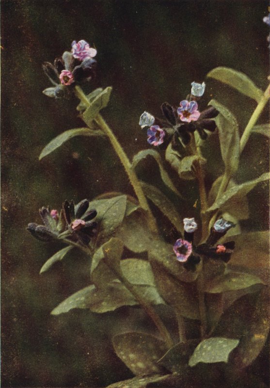 Vadvirágok: Lungwort (színes fotó) alkotó: Charles Essenhigh Corke